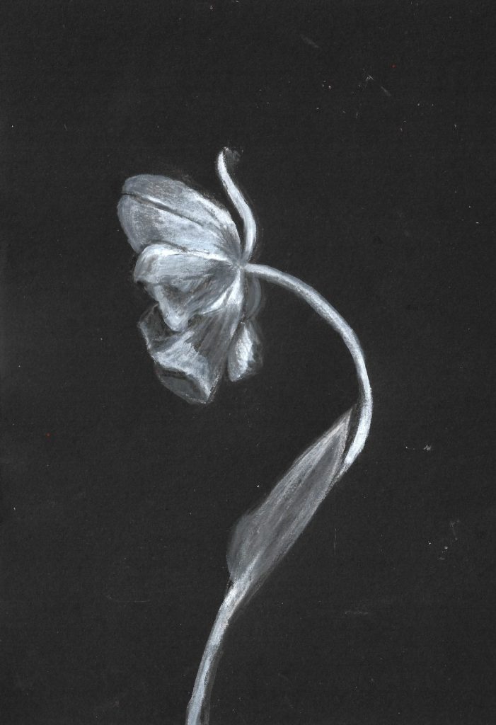 Ghost Tulip