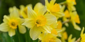 Listening is Speaking