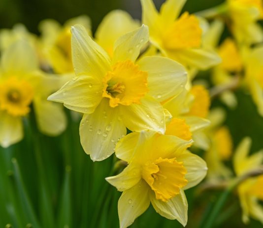 Listening is Speaking