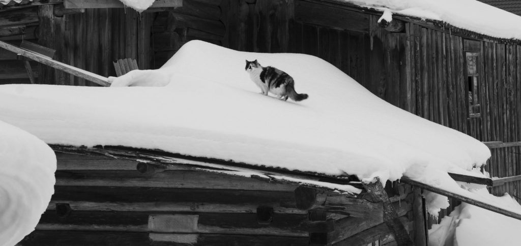 the wild snow