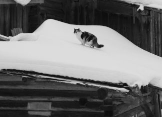 the wild snow