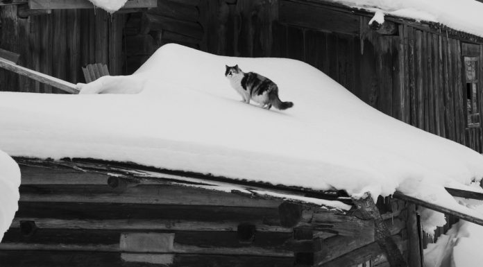 the wild snow