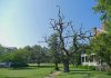 Old Magnolia