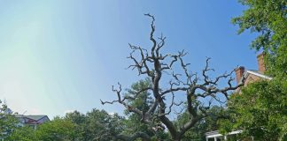 Old Magnolia