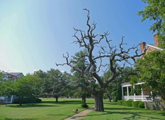Old Magnolia