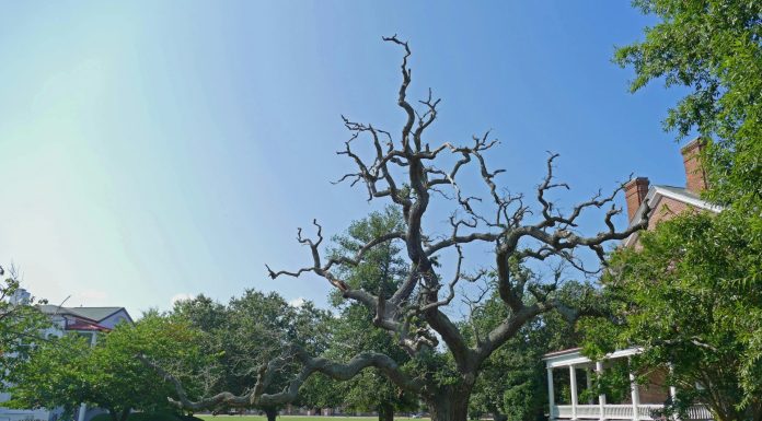 Old Magnolia