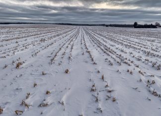 February Remnants
