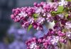 Love of Lilacs: A Photographic Gallery by Rod Raglin