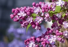 Love of Lilacs: A Photographic Gallery by Rod Raglin