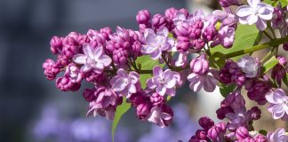 Love of Lilacs: A Photographic Gallery by Rod Raglin