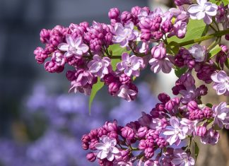 Love of Lilacs: A Photographic Gallery by Rod Raglin