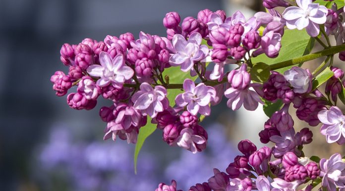 Love of Lilacs: A Photographic Gallery by Rod Raglin