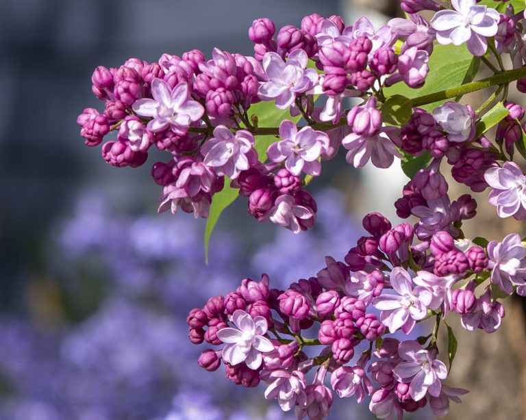 Love of Lilacs: A Photographic Gallery by Rod Raglin