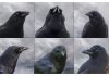 Crow