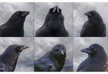 Crow