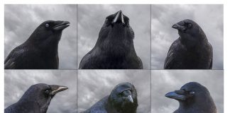 Crow