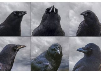 Crow