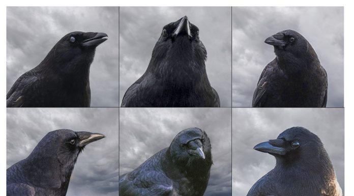 Crow
