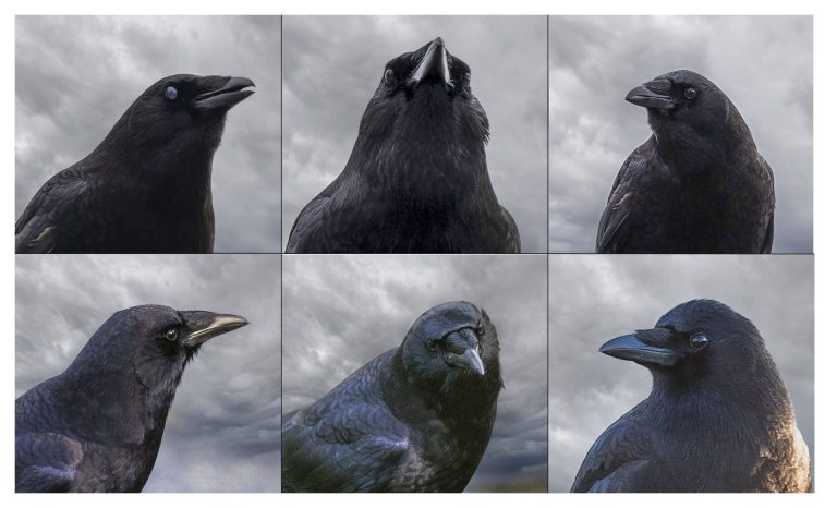 Crow