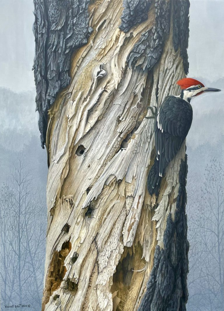Pileated Woodpecker
