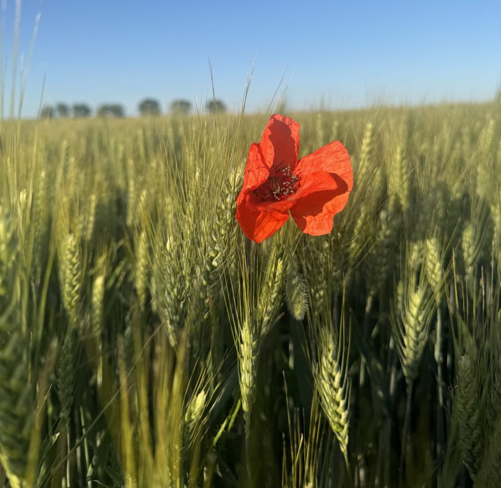 There is nothing as beautiful as the wind