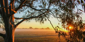 Eucalyptus