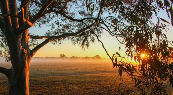Eucalyptus