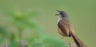 Bird Orchestra through the Night