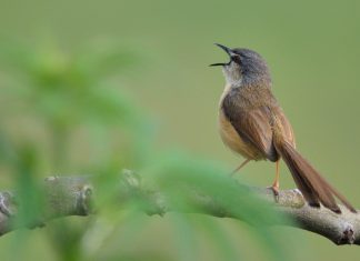 Bird Orchestra through the Night