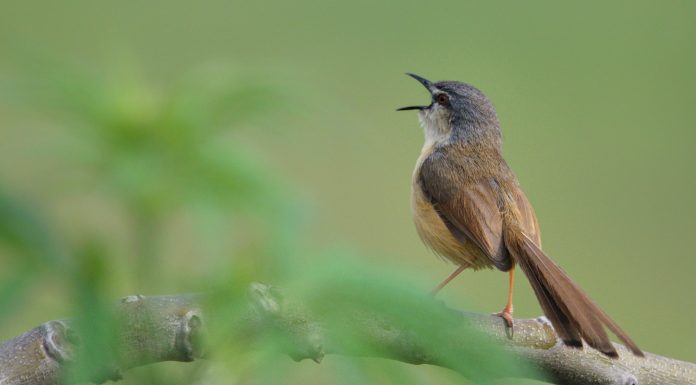 Bird Orchestra through the Night