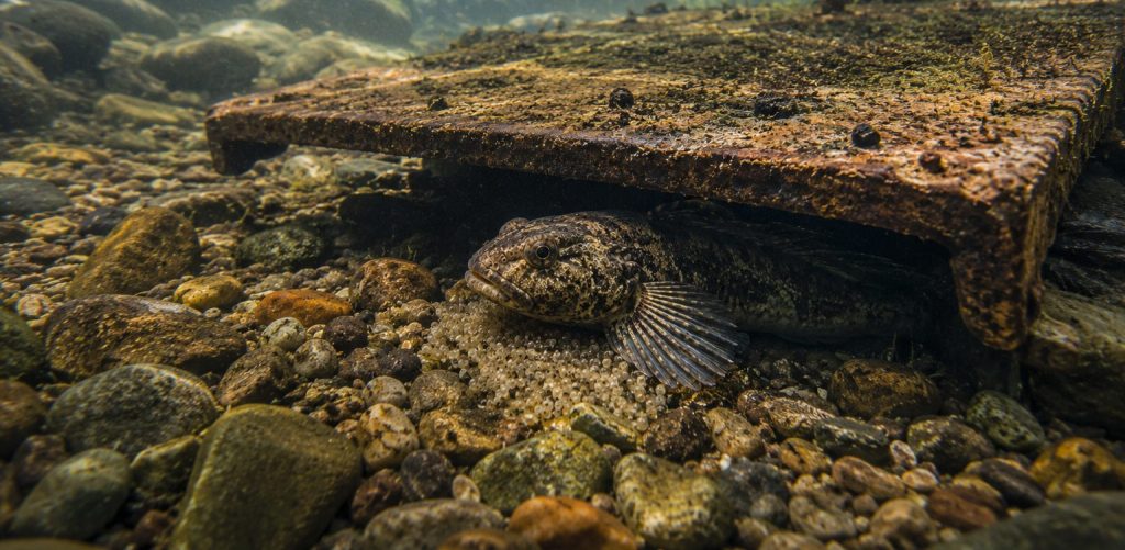 The Bullhead