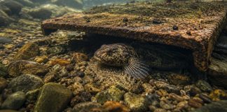 The Bullhead
