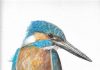 Ceyx azureus (the azure kingfisher)