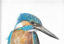 Ceyx azureus (the azure kingfisher)