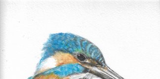 Ceyx azureus (the azure kingfisher)