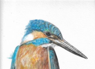 Ceyx azureus (the azure kingfisher)