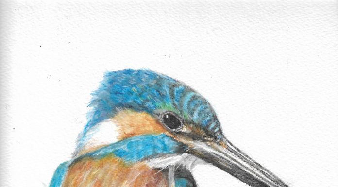 Ceyx azureus (the azure kingfisher)