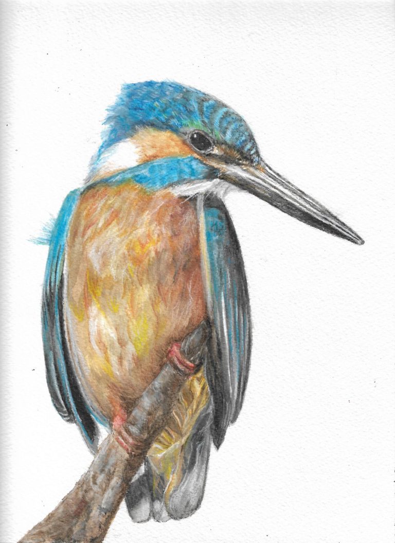 Ceyx azureus (the azure kingfisher)