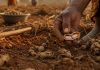 Groundnut kernels