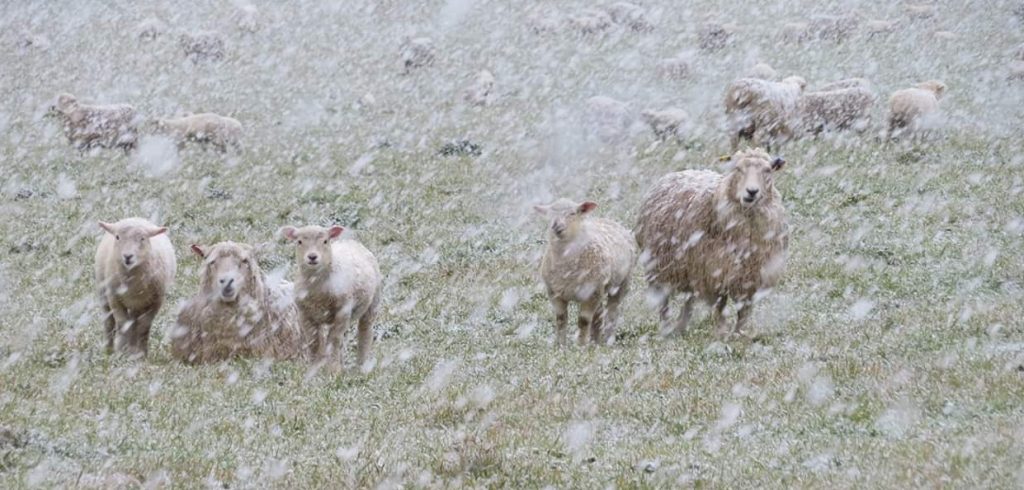 A Gallery of Twelve New Zealand Photographs by John Austin, 2019-2025
