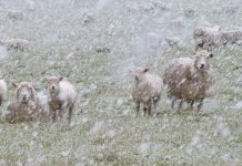 A Gallery of Twelve New Zealand Photographs by John Austin, 2019-2025