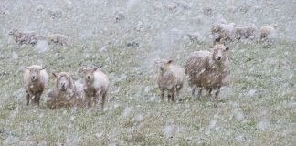 A Gallery of Twelve New Zealand Photographs by John Austin, 2019-2025