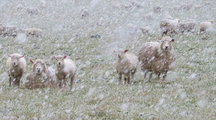 A Gallery of Twelve New Zealand Photographs by John Austin, 2019-2025