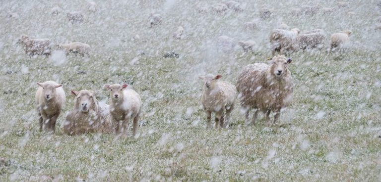 A Gallery of Twelve New Zealand Photographs by John Austin, 2019-2025