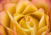A Gallery of Ten Flower Photographs by Jay Dougherty