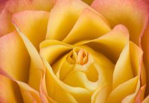 A Gallery of Ten Flower Photographs by Jay Dougherty