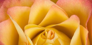 A Gallery of Ten Flower Photographs by Jay Dougherty