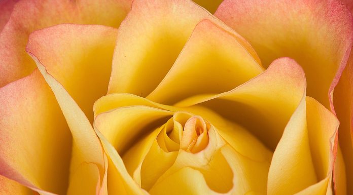 A Gallery of Ten Flower Photographs by Jay Dougherty