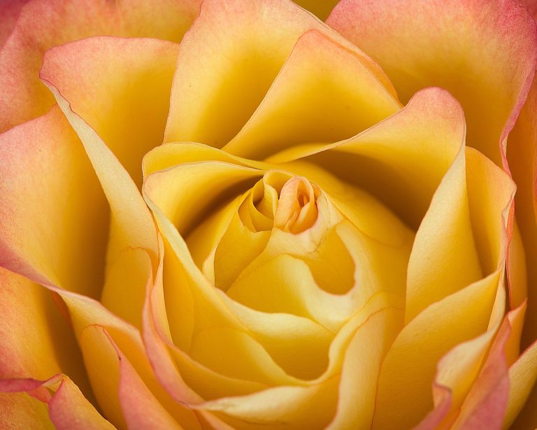 A Gallery of Ten Flower Photographs by Jay Dougherty