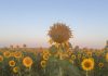 Summer in Iberia Photo Gallery